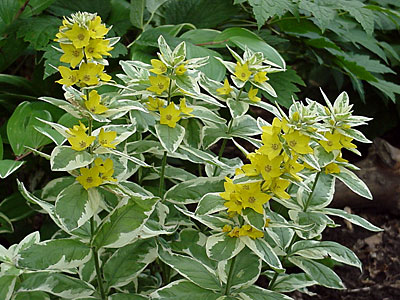 (Lysimachia __________)