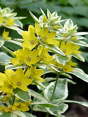 (Lysimachia __________)