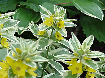 (Lysimachia __________)