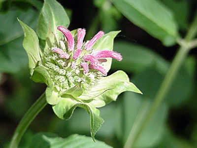 Bee Balm (Monarda didyma 'Marshall's Delight')