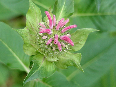 Bee Balm (Monarda didyma 'Marshall's Delight')