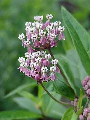 Swamp Milkweed (Asclepias incarnata)