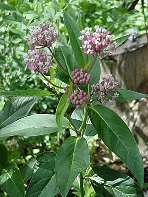 Swamp Milkweed (Asclepias incarnata)