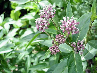 Swamp Milkweed (Asclepias incarnata)