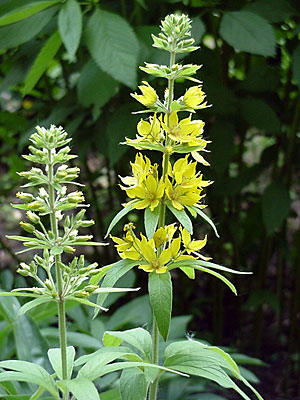 (Lysimachia __________)