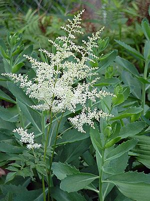 Astilbe (Astilbe __________)