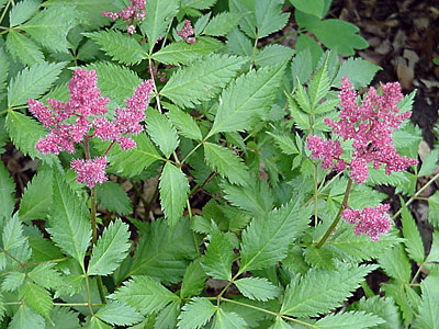 Astilbe (Astilbe __________)