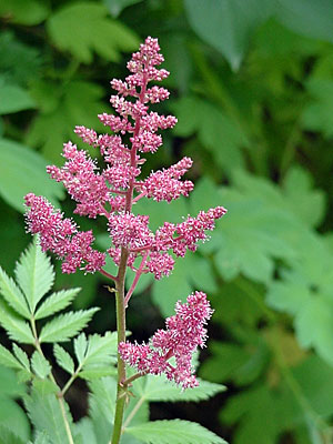 Astilbe (Astilbe __________)