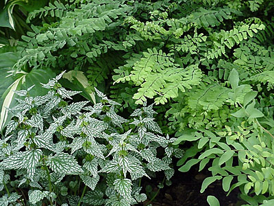 False Lamium / Dead Nettle (Lamiastrum galeobdolon 'Herman's Pride'), Maidenhair Fern (Adiantum pedatum), and __________ Fern (__________)