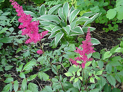 Astilbe (Astilbe __________), Hosta (Hosta __________ '__________'), and Meadow Rue (Thalictrum rochebrunianum)