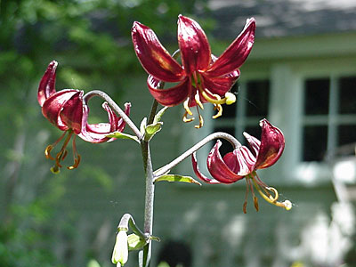 Martagon Lily (__________)