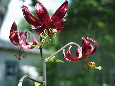 Martagon Lily (__________)