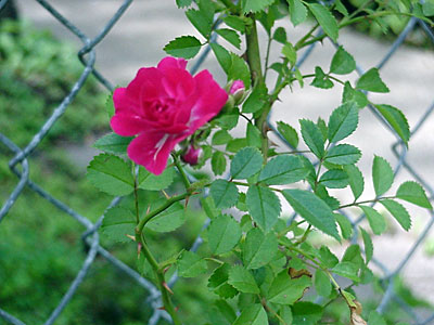 Rose (Rosa __________) from Gretchen's mom Gladys' farm