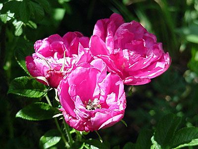 Rose (Rosa rugosa 'Purple Pavement')