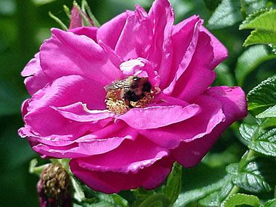 Rose (Rosa rugosa 'Purple Pavement')