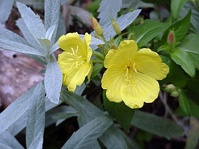 Evening Primrose / Sundrops (Oenothera __________) and Wormwood (Artemisia ludoviciana 'Silver Queen')