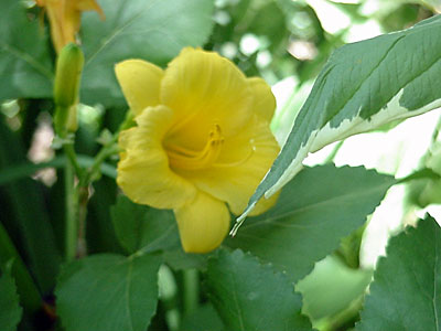 Daylily (Hemerocallis 'Stella De Oro'), Purplestem Angelica (Angelica atropurpurea), and Variegated Dogwood (Cornus alba 'Ivory Halo')