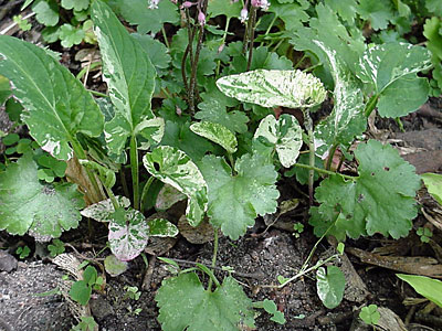 Violet (Viola mandshurica 'Fuji Dawn') and Coral Bells (Heuchera __________ '__________')