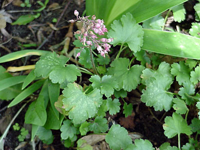 Coral Bells (Heuchera __________ '__________') and Iris (Iris cristata '__________')