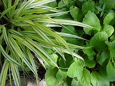 Golden Japanese Forest Grass (Hakonechloa macra 'Aureola') and Dwarf Balloon Flower (Platycodon grandiflorus '__________')