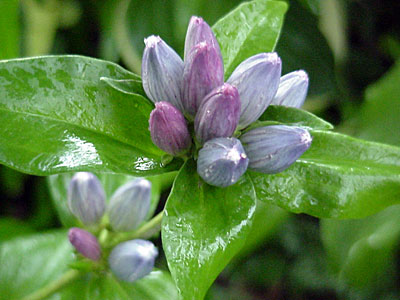 Bottle Gentian (Gentiana andrewsii)