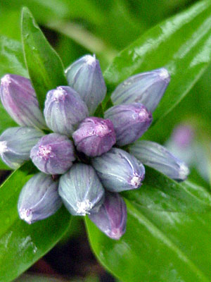 Bottle Gentian (Gentiana andrewsii)