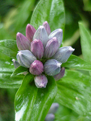 Bottle Gentian (Gentiana andrewsii)