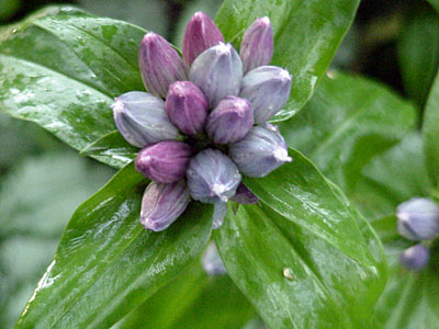 Bottle Gentian (Gentiana andrewsii)