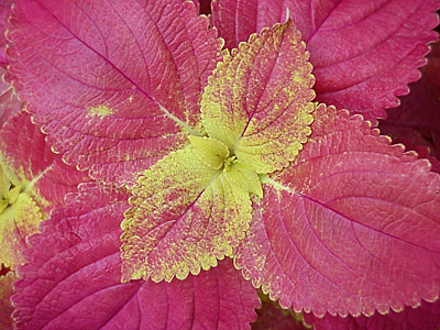 Coleus (Coleus '__________')