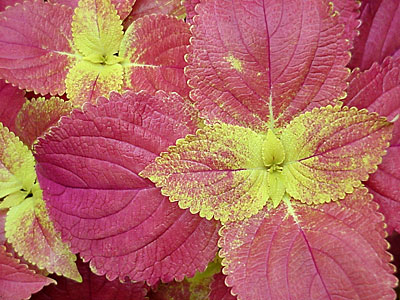 Coleus (Coleus '__________')