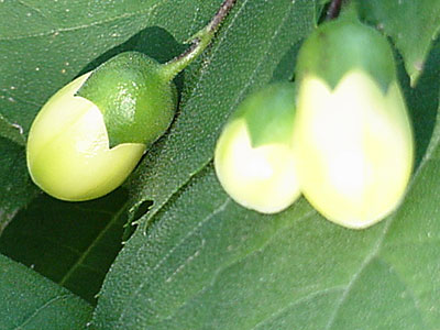 Yellow Waxbells (Kirengeshoma palmata koreana)