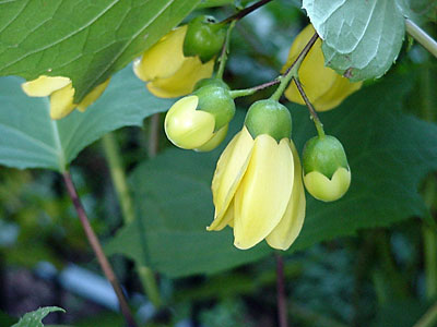 Yellow Waxbells (Kirengeshoma palmata koreana)