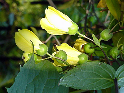 Yellow Waxbells (Kirengeshoma palmata koreana)