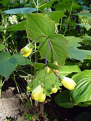 Yellow Waxbells (Kirengeshoma palmata koreana)