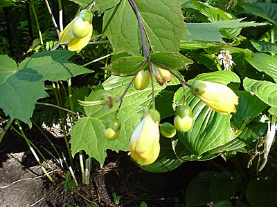 Yellow Waxbells (Kirengeshoma palmata koreana)