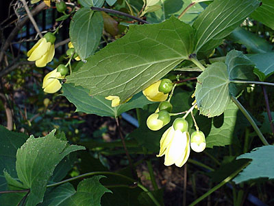 Yellow Waxbells (Kirengeshoma palmata koreana)