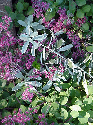 Sedum (Sedum 'Vera Jameson') and Wormwood (Artemisia ludoviciana 'Silver Queen')