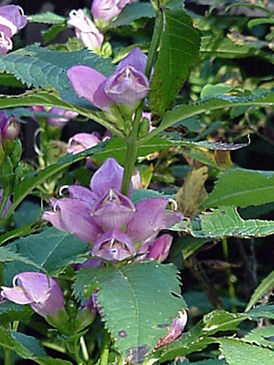 Turtlehead (Chelone lyonii 'Hot Lips')