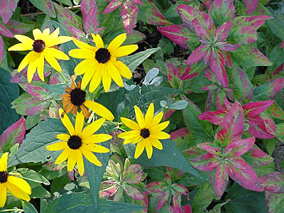 Black-eyed Susan (Rudbeckia hirta) and Evening Primrose / Sundrops (Oenothera __________)