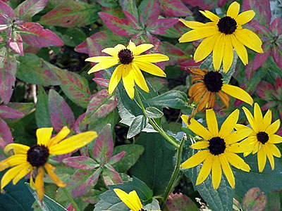 Black-eyed Susan (Rudbeckia hirta) and Evening Primrose / Sundrops (Oenothera __________)