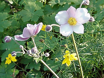 Grape-leaf Anemone (Anemone tomentosa 'Robustissima') and _______________