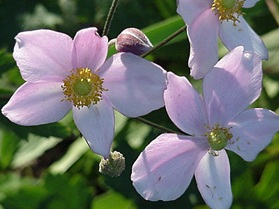 Grape-leaf Anemone (Anemone tomentosa 'Robustissima')