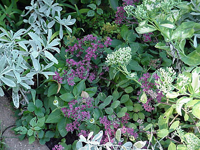 Wormwood (Artemisia ludoviciana 'Silver Queen'), Sedum (Sedum 'Vera Jameson'), and Variegated Sedum (Sedum __________ '__________')